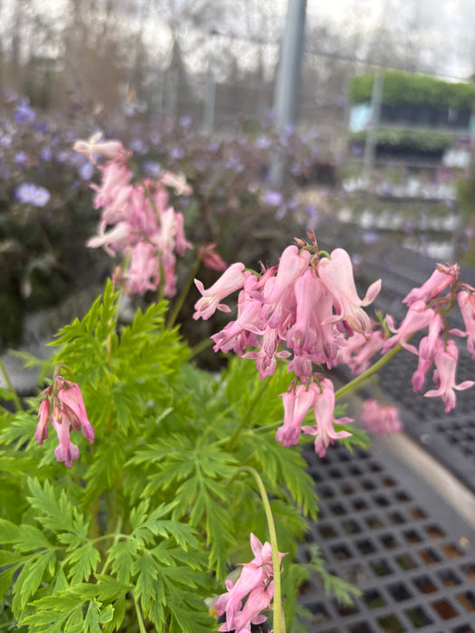 Fringed Bleeding Heart