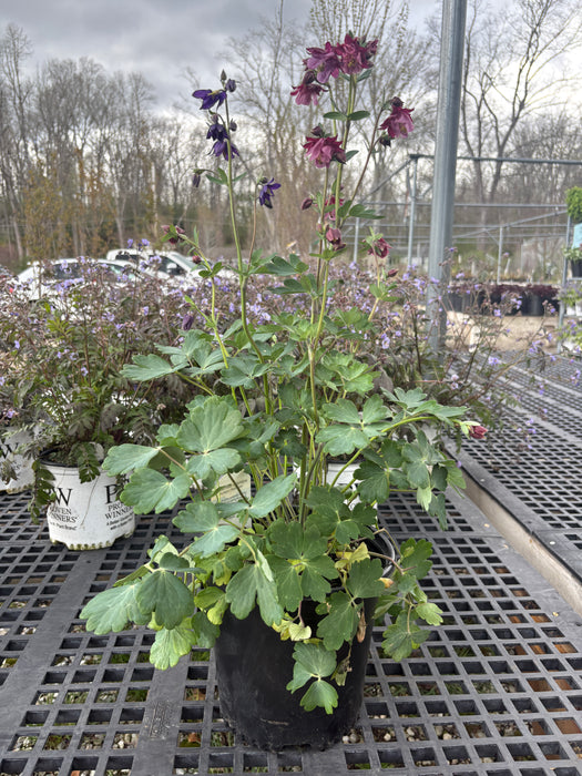 Biedermeier Columbine