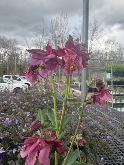 Biedermeier Columbine