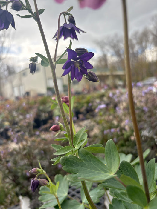 Biedermeier Columbine