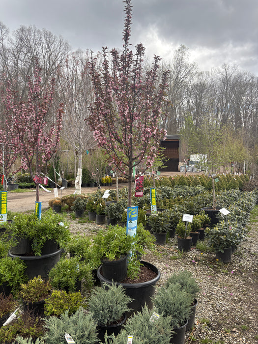 Raspberry Spear® Crabapple