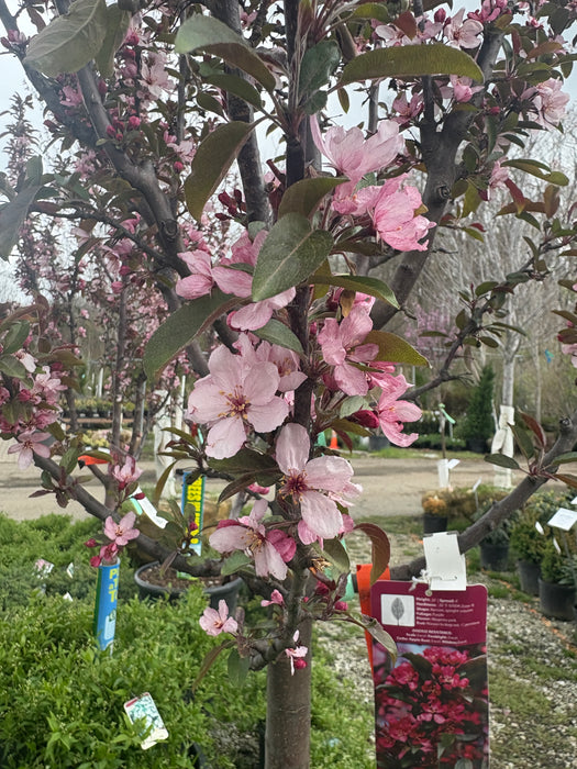 Raspberry Spear® Crabapple