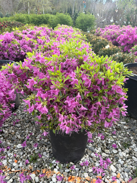 Compact Korean Azalea