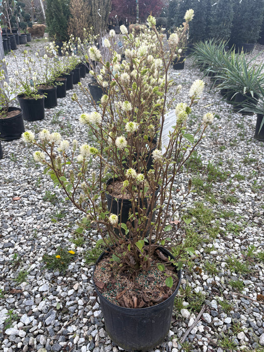 Dwarf Fothergilla (Gardenni)
