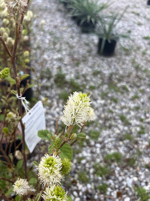 Dwarf Fothergilla (Gardenni)