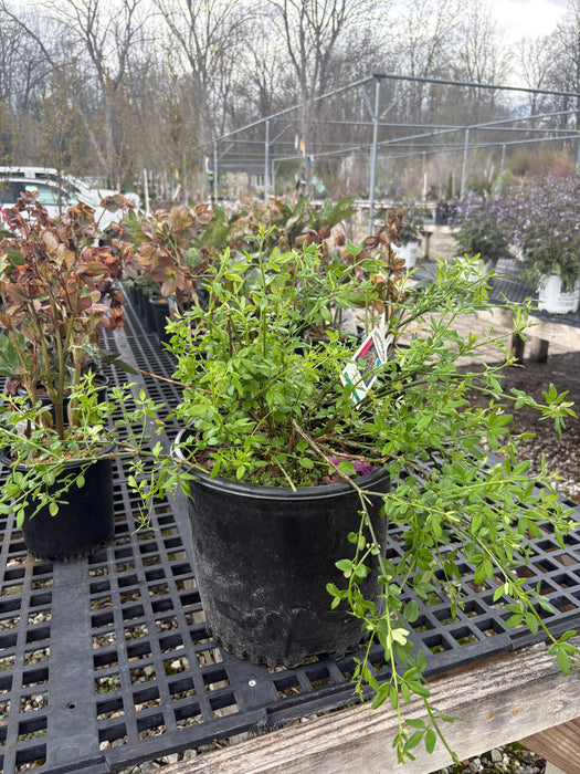 Winter Jasmine