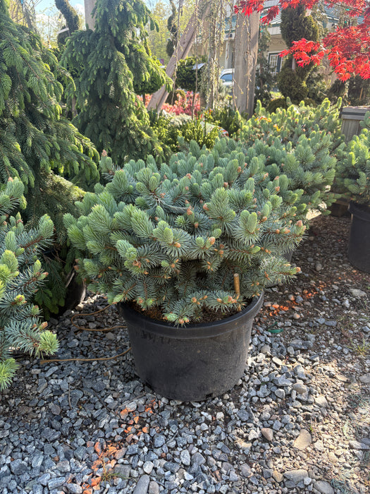 Christina Blue Spruce