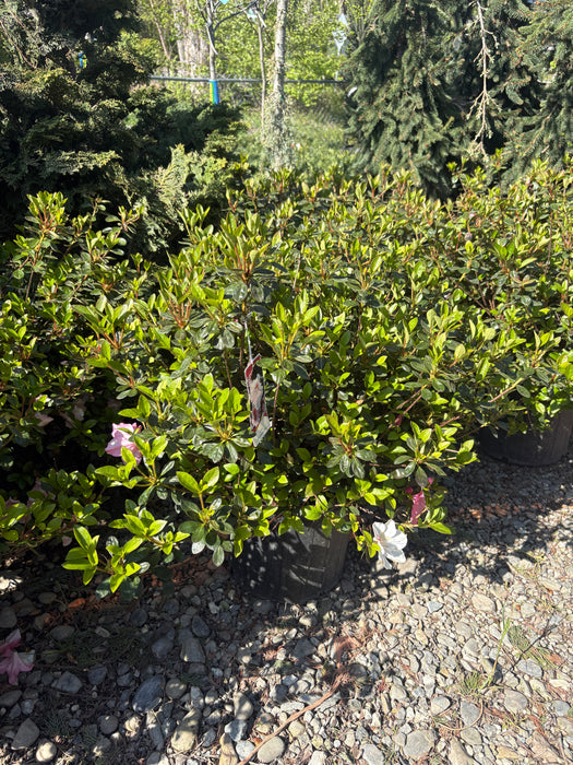 Robin Hill Conversation Piece Azalea