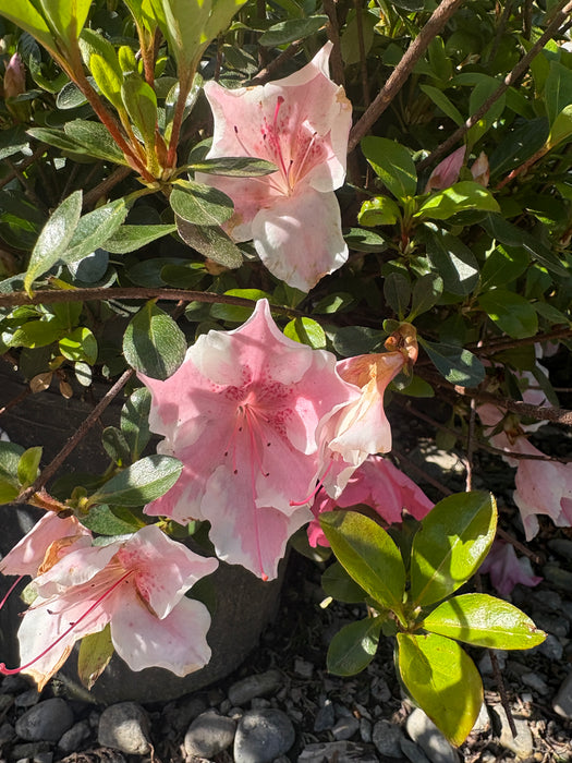 Robin Hill Conversation Piece Azalea
