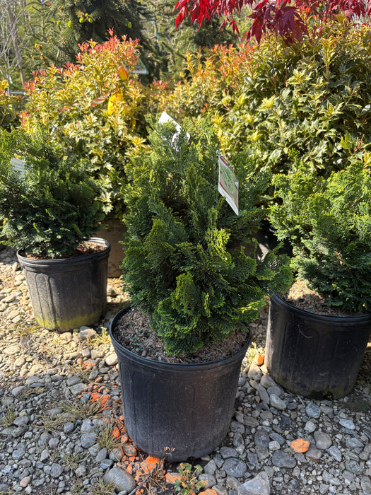 True Dwarf Hinoki Cypress