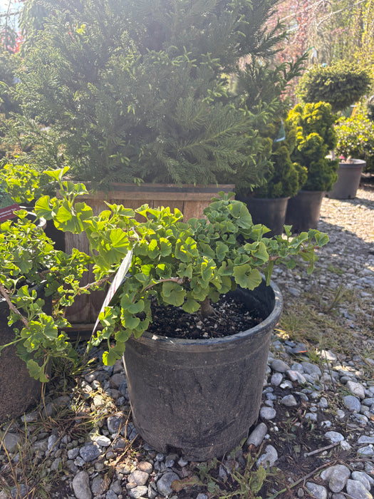 Troll Ginkgo Bush