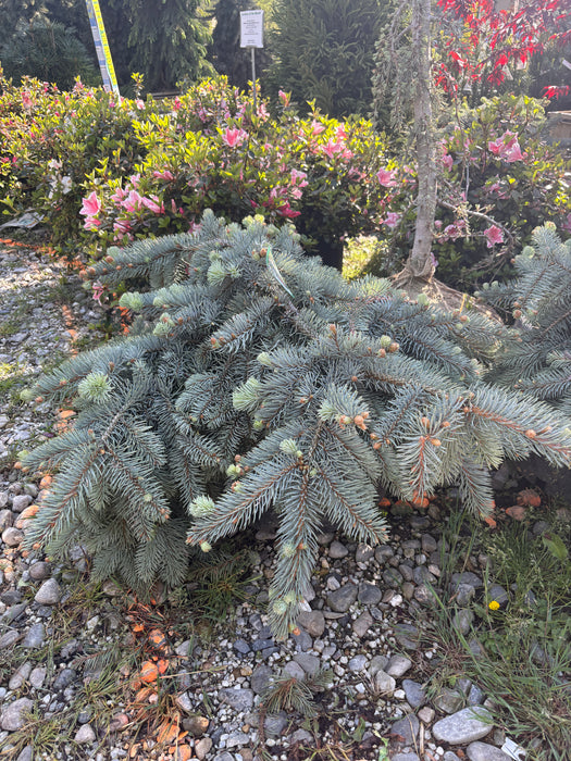 Prostrate Blue Spruce
