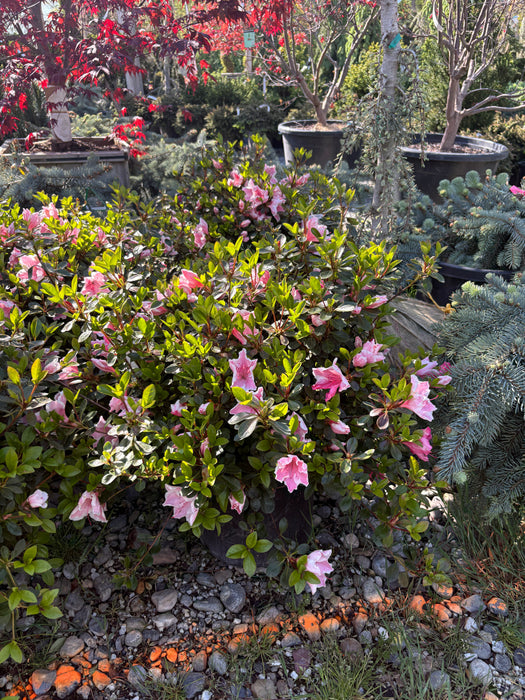 Robin Hill Lady Robin Azalea