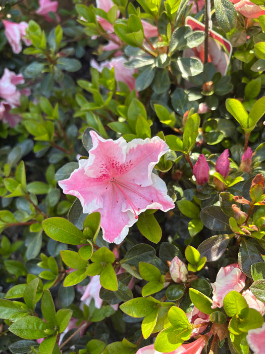 Robin Hill Lady Robin Azalea