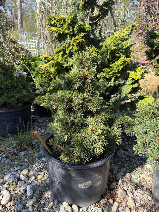 Mikulasovice Norway Spruce