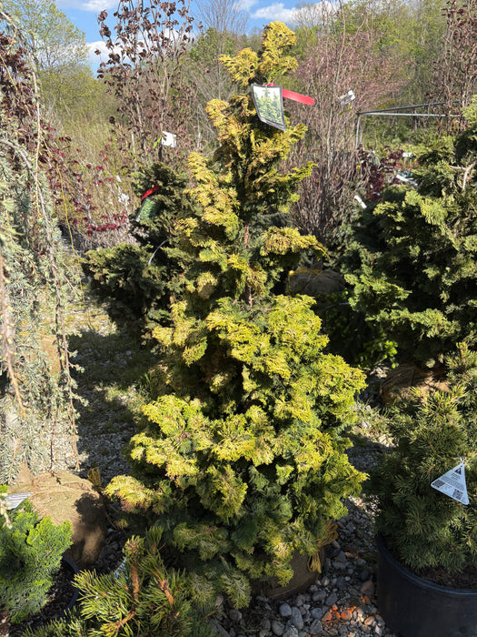 Golden Hinoki Cypress