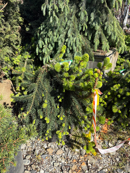 Prostrate Norway Spruce