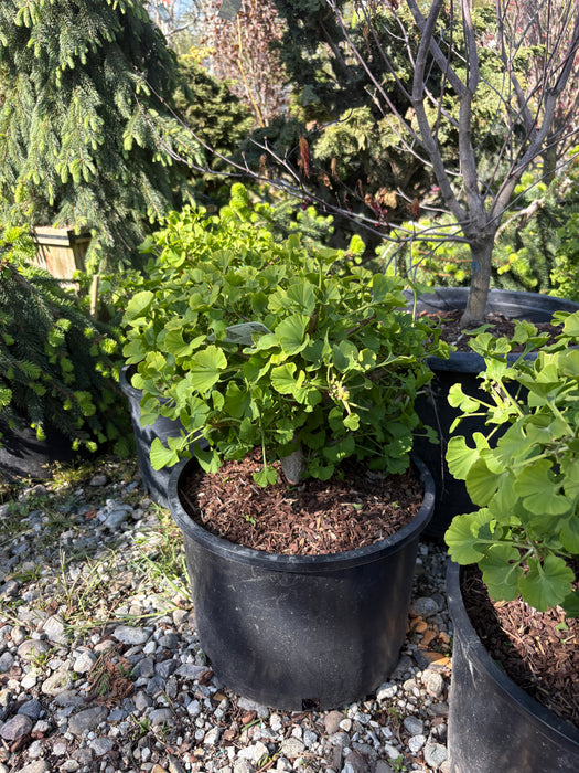 Mariken Ginkgo