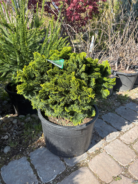 True Dwarf Hinoki Cypress