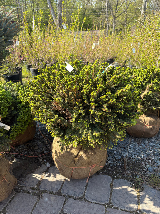 Little Gem Norway Spruce