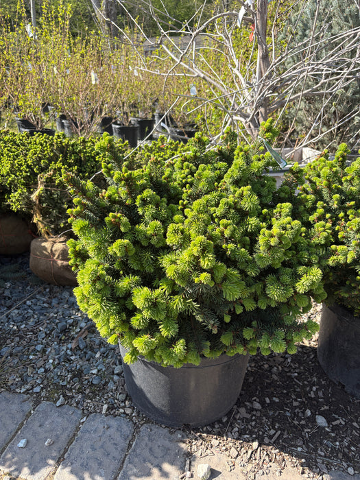 Lanham's Beehive Norway Spruce