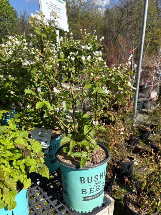 Baby Cakes® Blackberry