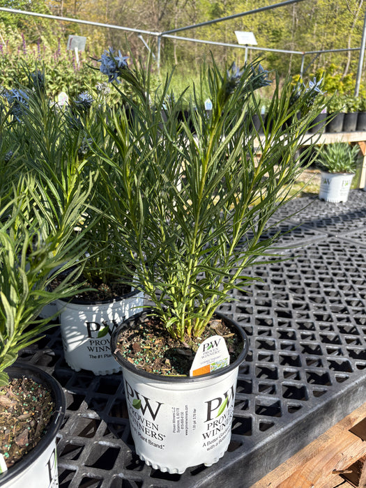 String Theory Blue Star (Amsonia)