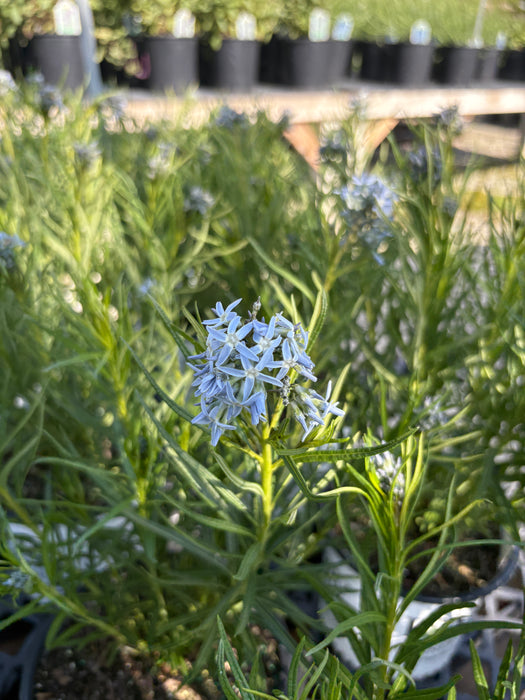 String Theory Blue Star (Amsonia)