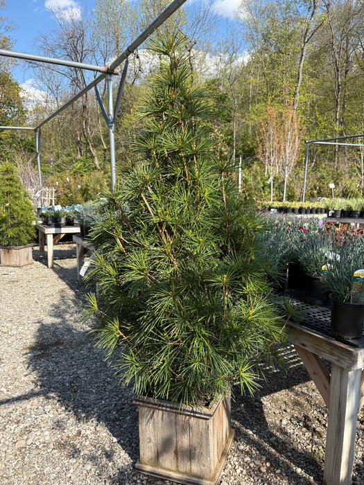 Joe Kozey Japanese Umbrella Pine