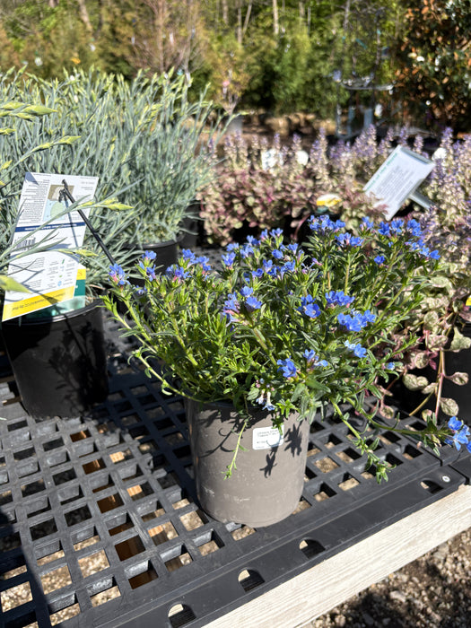 Tidepool™ Sky Blue Lithodora