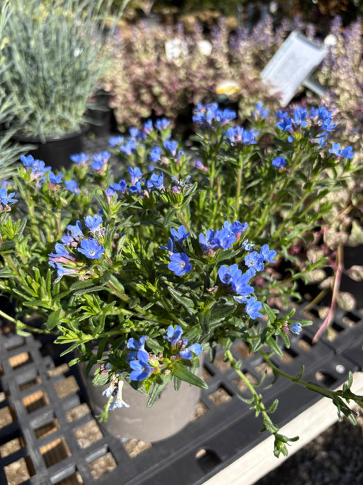 Tidepool™ Sky Blue Lithodora