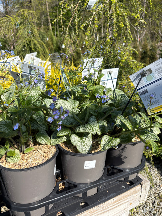 Sea Heart Brunnera