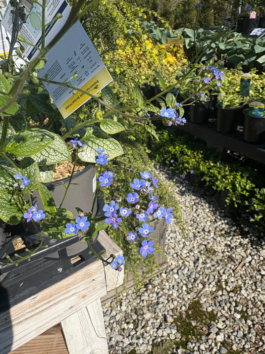 Sea Heart Brunnera