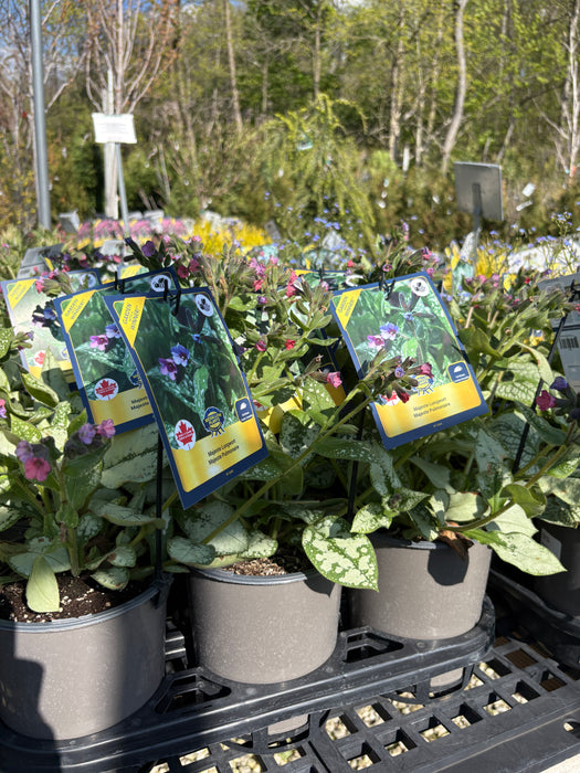 Majeste Lungwort