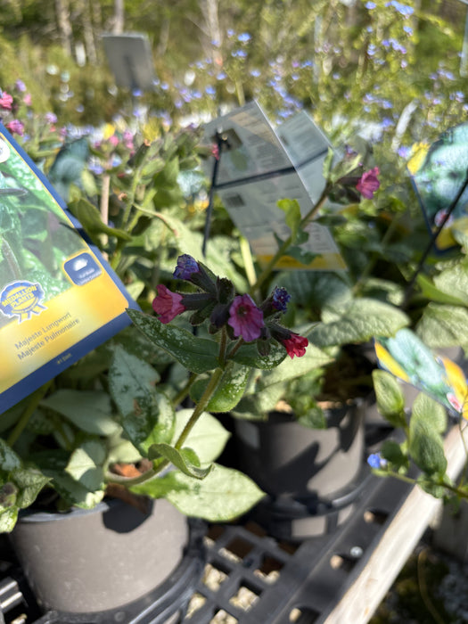 Majeste Lungwort