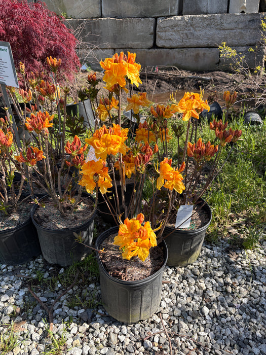 Klondyke Exbury Azalea
