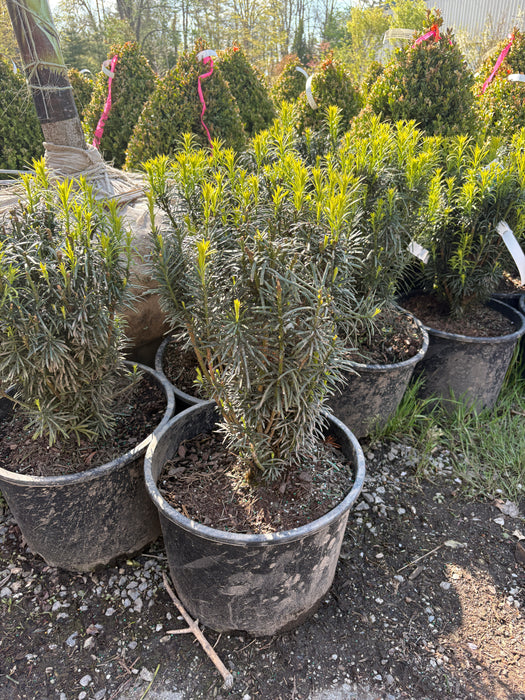 Upright Japanese Plum Yew