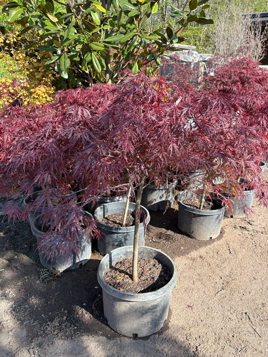 Red Dragon Japanese Maple