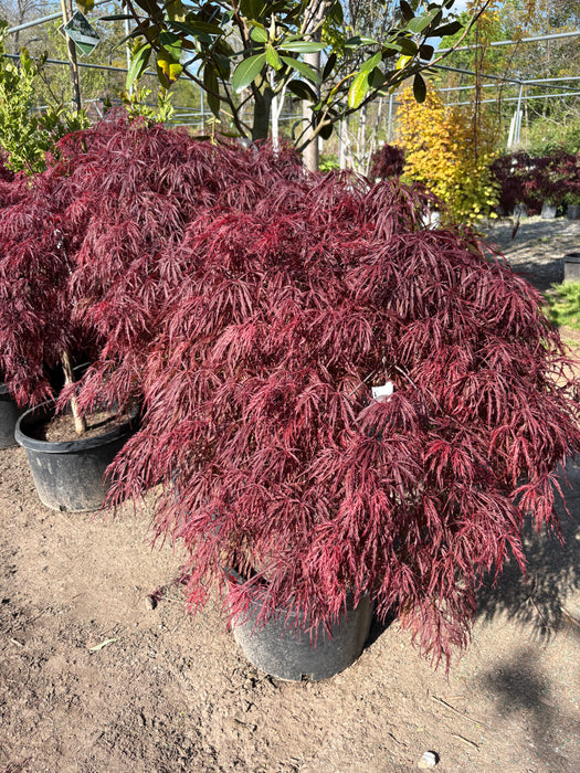 Crimson Queen Japanese Maple