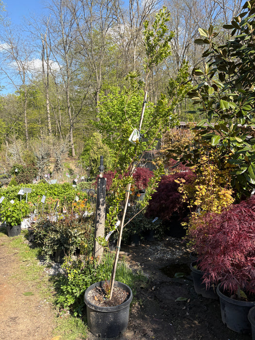 Starway to Heaven® Snowbell
