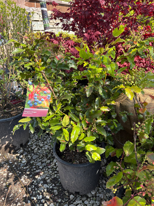 Oregon Grape Holly