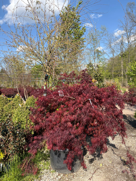 Inaba Shidare Japanese Maple