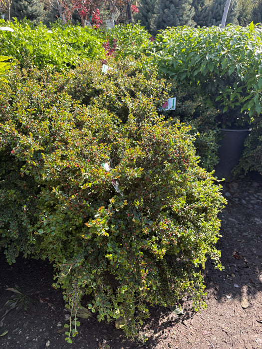 Tom Thumb Cotoneaster