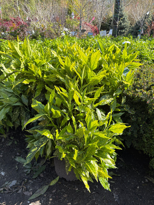 Gold Dust Spotted Laurel (Aucuba)