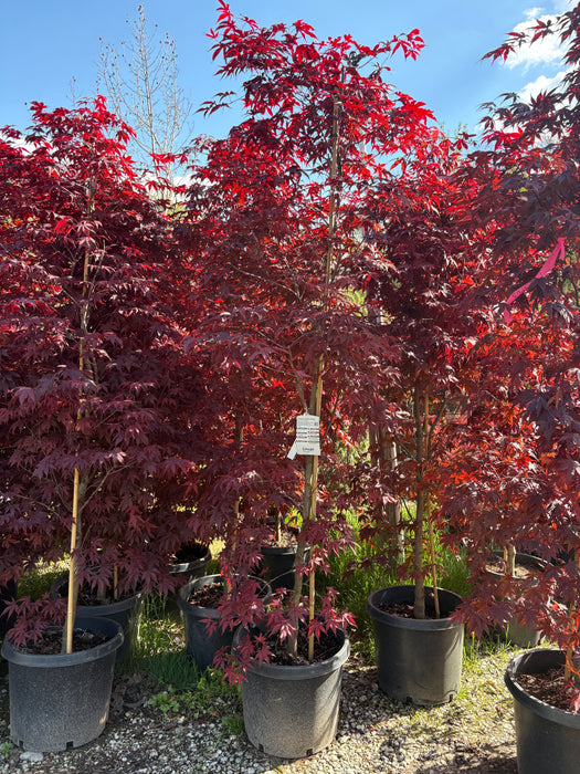 Bloodgood Japanese Maple
