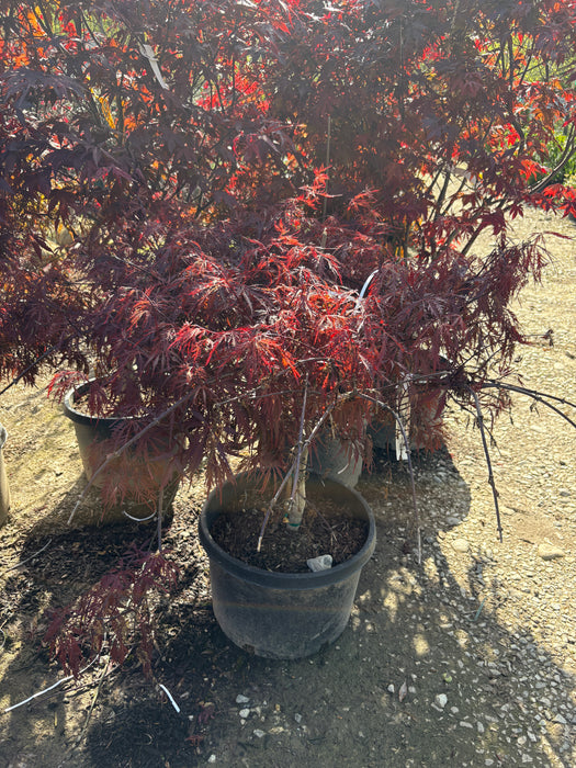 Inaba Shidare Japanese Maple
