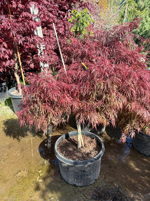 Crimson Queen Japanese Maple