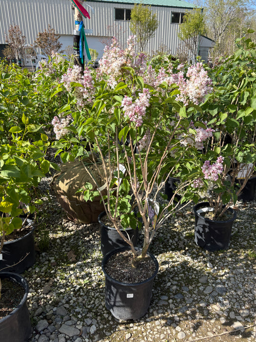 Beauty of Moscow Lilac