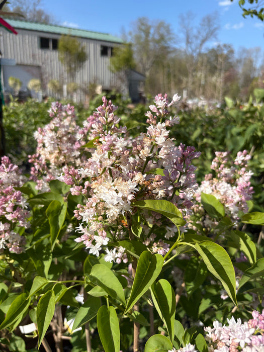 Beauty of Moscow Lilac