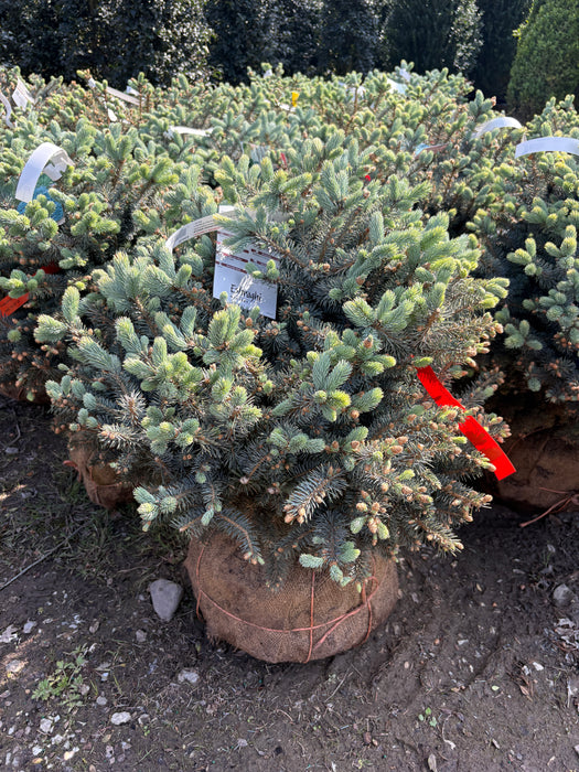 Globe Colorado Blue Spruce